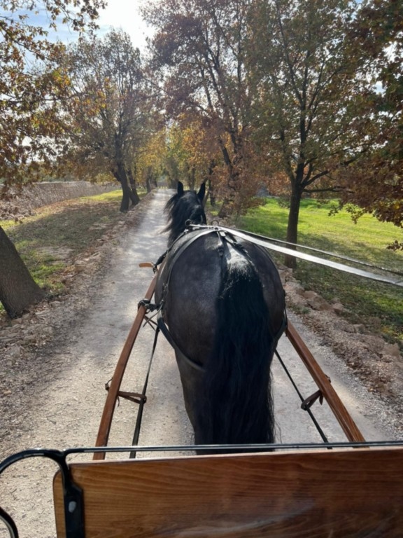 Corato: escursione a cavallo o in carrozza nel Parco Nazionale dell'Alta Murgia